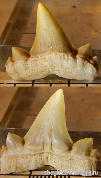 мел, Марокко, маастрихт, зубы акул, Cretolamna maroccana, shark teeth