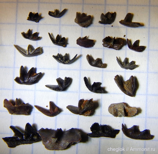 р. Унжа, Dipnoi, зубы рыб, двоякодышащие рыбы, Gnathorhiza, fish teeth