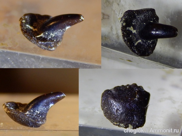 карбон, позвоночные, Заборье