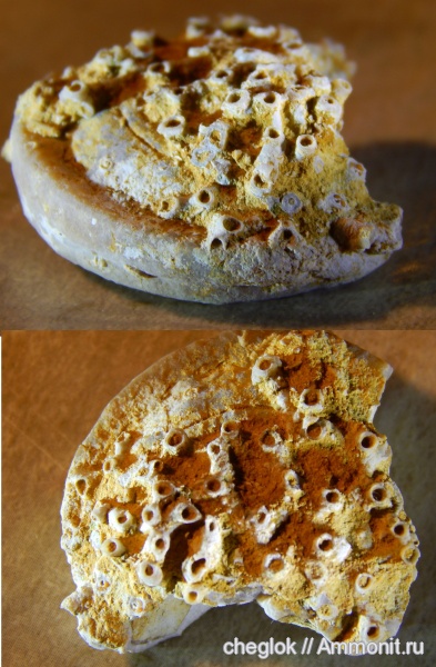 гастроподы, карбон, кораллы, Гжель, Omphalotrochus, Aulopora