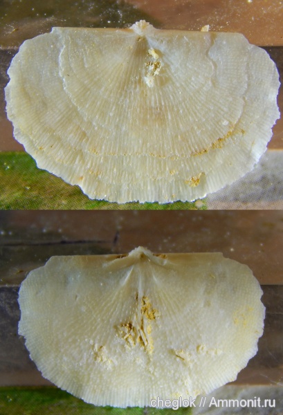 брахиоподы, карбон, Гжель, Neochonetes, Neochonetes dalmanoides