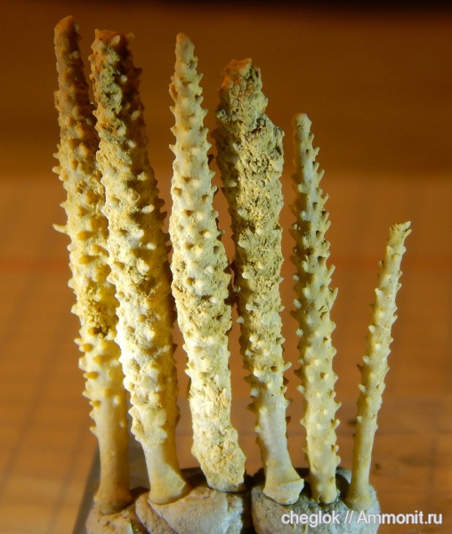 морские ежи, карбон, Гжель, иглы морских ежей