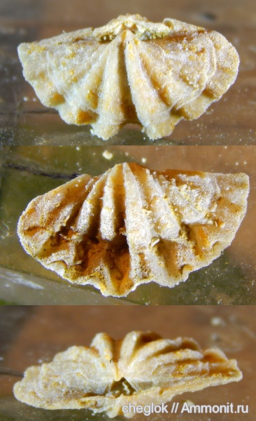 брахиоподы, карбон, Гжель, Reticulariinidae