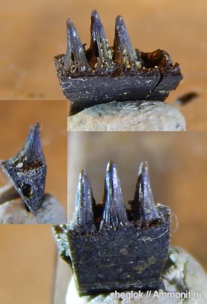 триас, амфибии, р. Унжа, лабиринтодонты, зубы амфибий