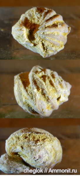 брахиоподы, карбон, Гжель, Paraspiriferina