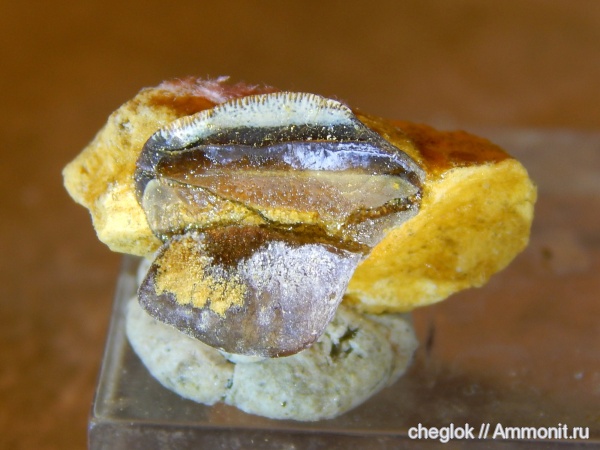 карбон, Русавкино, Petalorhynchus, зубы рыб