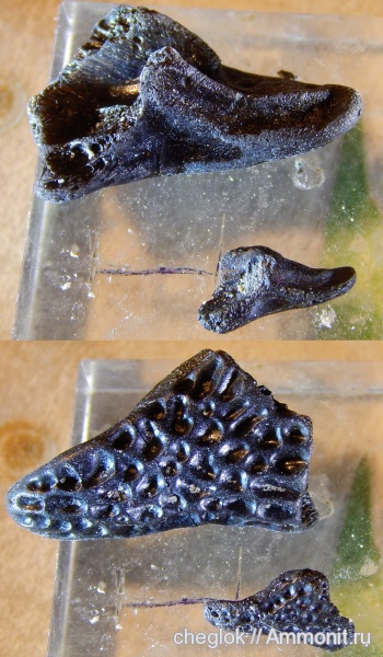 триас, амфибии, р. Унжа, лабиринтодонты