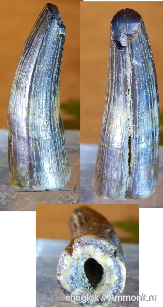 мел, Узбекистан, сеноман, зубы рептилий