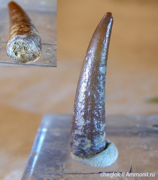 мел, позвоночные, Узбекистан