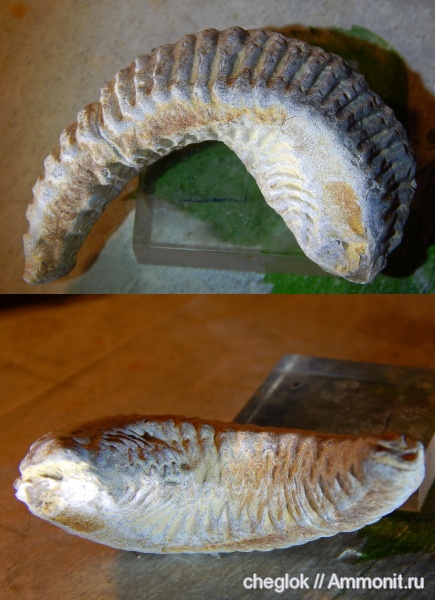 мел, двустворчатые моллюски, Мадагаскар, устрицы, Rastellum carinatum, Махадзанга