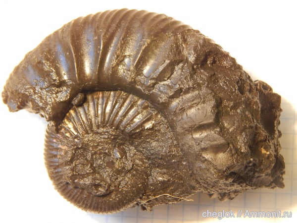 аммониты, юра, Москва, Измайлово, газоны