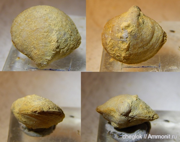 брахиоподы, карбон, Гжель, Cleiothyridina gjeliensis