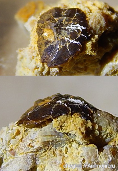 карбон, Гжель, позвоночные