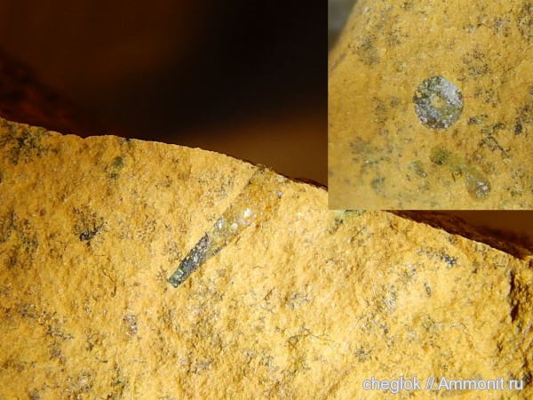 иглокожие, карбон, Русавкино