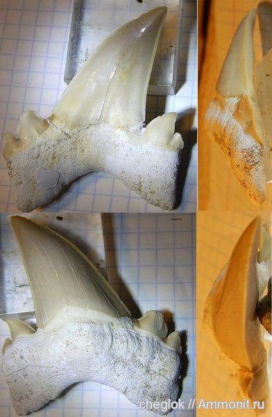 палеоген, Марокко, зубы акул