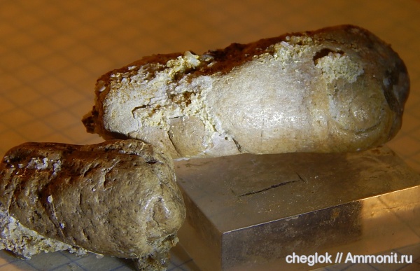 палеоген, рыбы, акулы, Казахстан, копролиты, Мангышлак