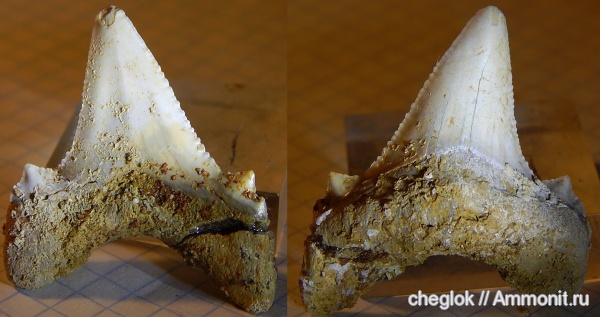 Казахстан, зубы акул, Мангышлак, Otodus auriculatus