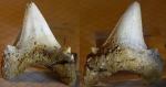 Мангышлакский зуб -- Otodus auriculatus