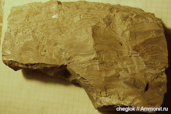 карбон, строматолиты, Заборье