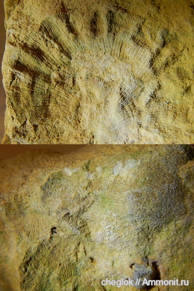 карбон, Русавкино, беспозвоночные