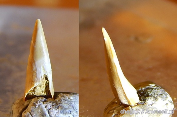 юра, Гжель, Sphenodus, зубы рыб