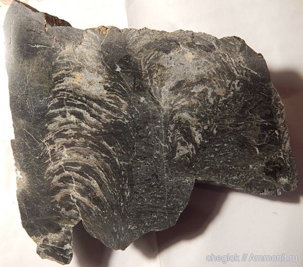 строматолиты, Башкирия, Minjaria uralica