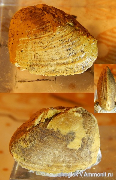 карбон, Гжель, двустворчатые моллюски