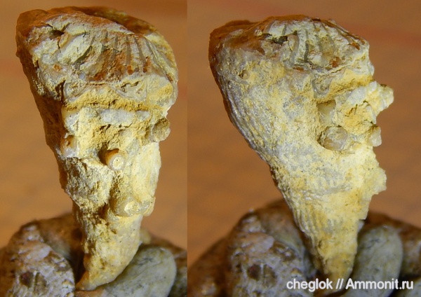 карбон, кораллы, Гжель