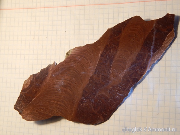 Башкирия, Jurusania cylindrica, Ассы, Белорецкий район, р. Инзер, Южный Урал, верхний рифей