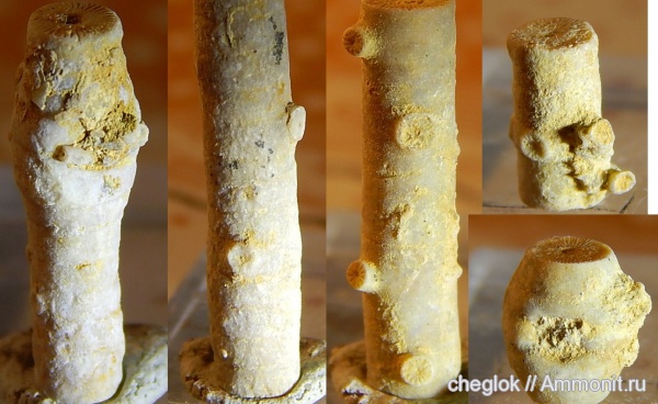 морские лилии, карбон, Гжель, цирри, Phosphannulus