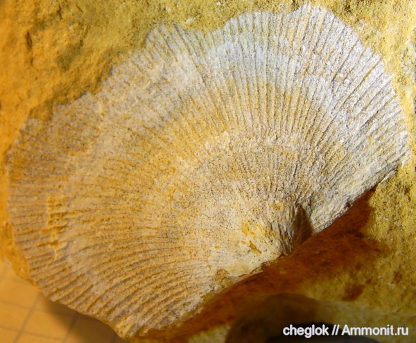 брахиоподы, карбон, Русавкино, Orthotetes plana