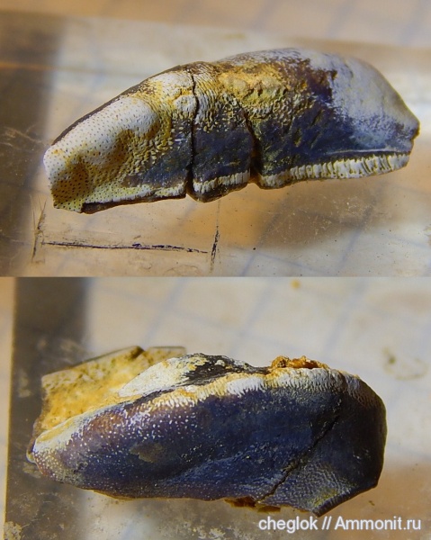 карбон, Русавкино, зубы рыб