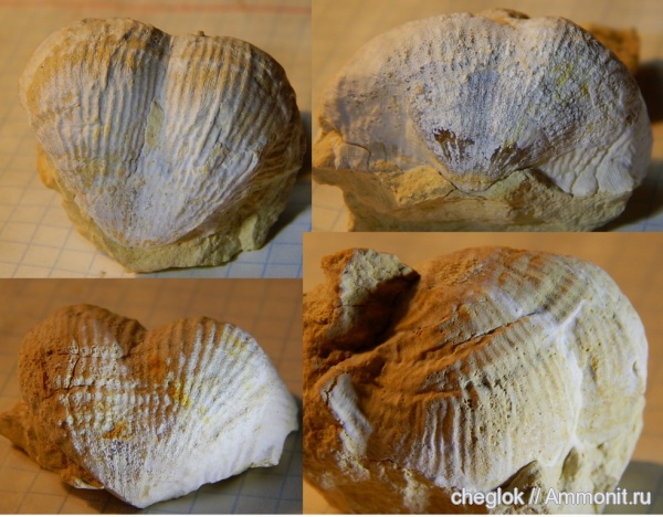 брахиоподы, карбон, продуктиды, Русавкино