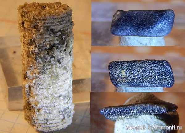 морские лилии, карбон, Домодедовский карьер, зубы рыб