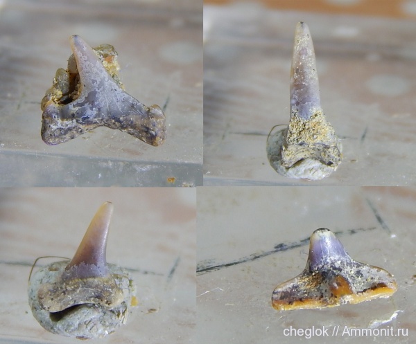 мел, Яхрома, сеноман, зубы акул