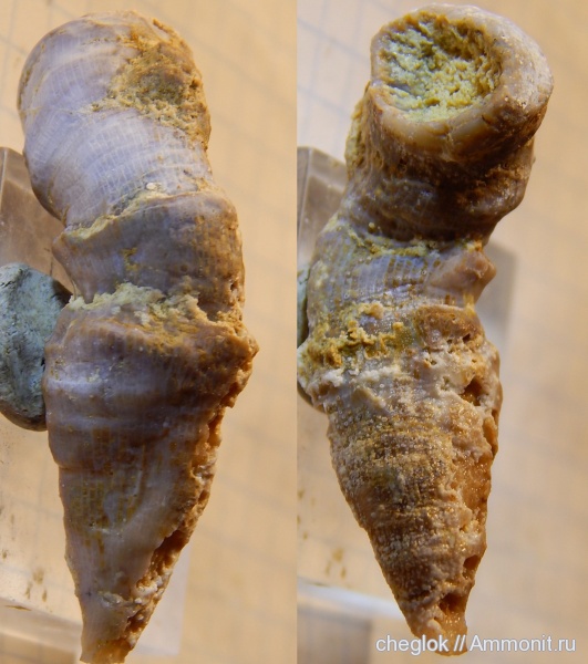 карбон, кораллы, Гжель