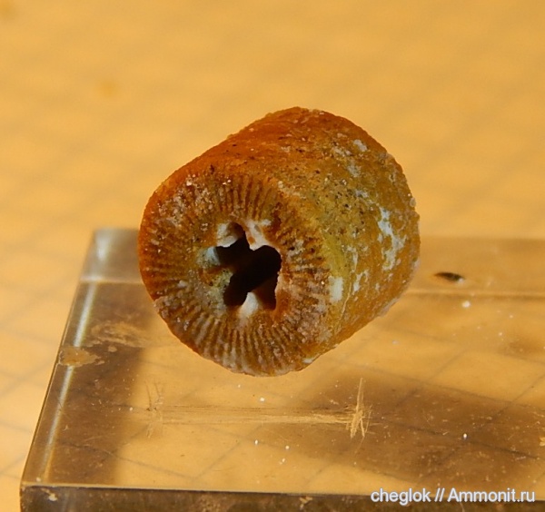 морские лилии, карбон, Тверская область