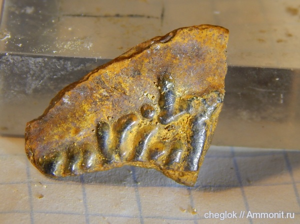 мел, рыбы, сеноман, Sarcopterygii, Шацк