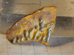 фрагмент пластины кистепёрой рыбы(?) из Шацка