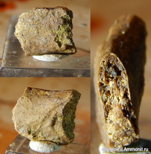 рептилии, мел, Яхрома, позвоночные, сеноман