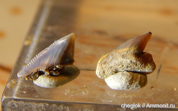 мел, Яхрома, сеноман, зубы акул