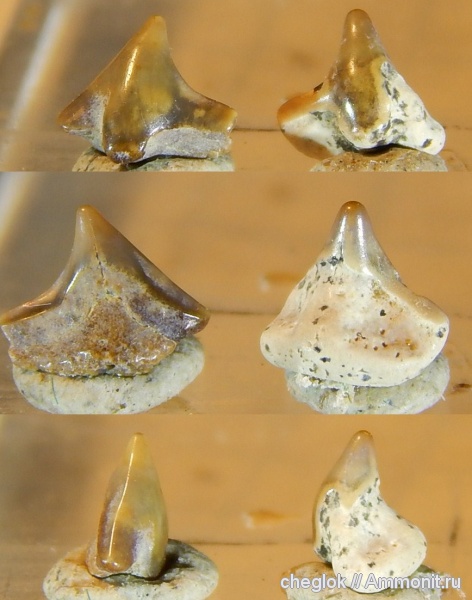 мел, зубы акул, Squatina, Варавино