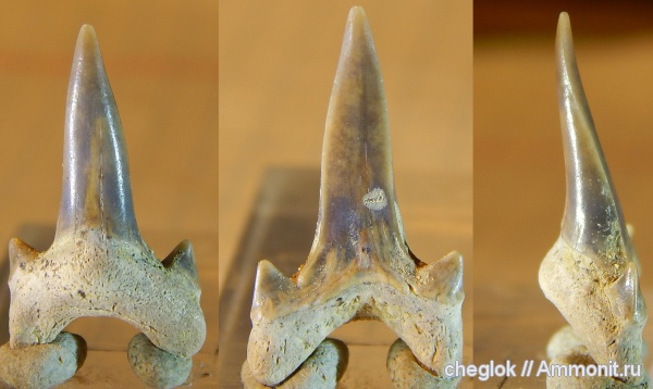 мел, зубы акул, Archaeolamna, Варавино