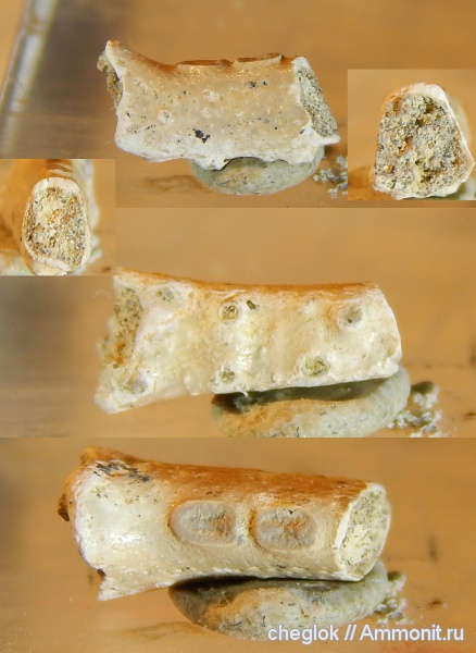 мел, ракообразные, сеноман, Варавино мел, ракообразные, сеноман, Варавино