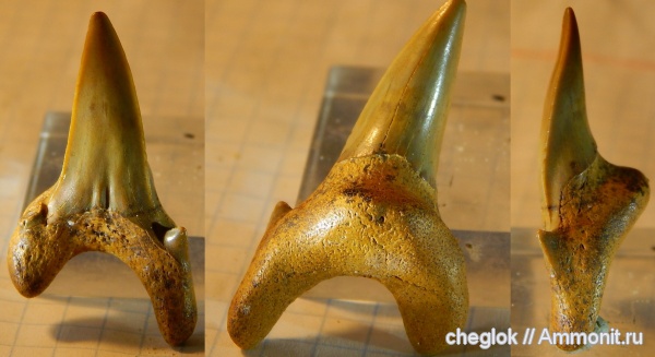 мел, сеноман, зубы акул, зубы рыб, Шацк, Dwardius