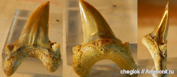 мел, сеноман, зубы акул, зубы рыб, Шацк