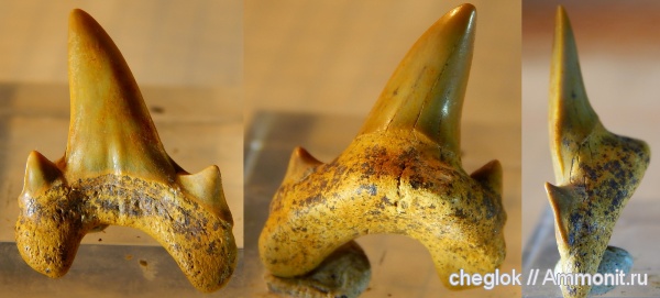 мел, сеноман, зубы акул, Шацк, Dwardius