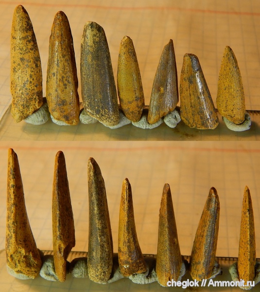 мел, сеноман, зубы рыб, костные рыбы, Protosphyraena, Шацк, Protosphyraenidae