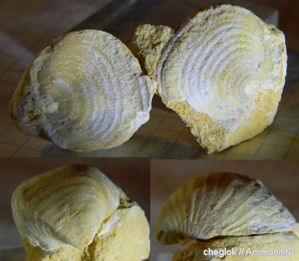 брахиоподы, карбон, Русавкино, Productida, Calliprotonia