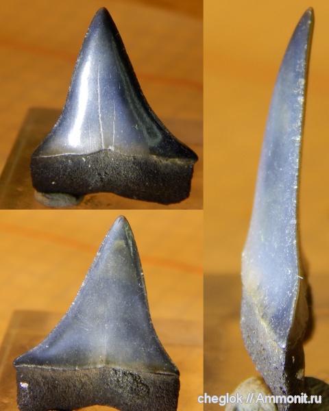 неоген, США, Cosmopolitodus, Cosmopolitodus hastalis